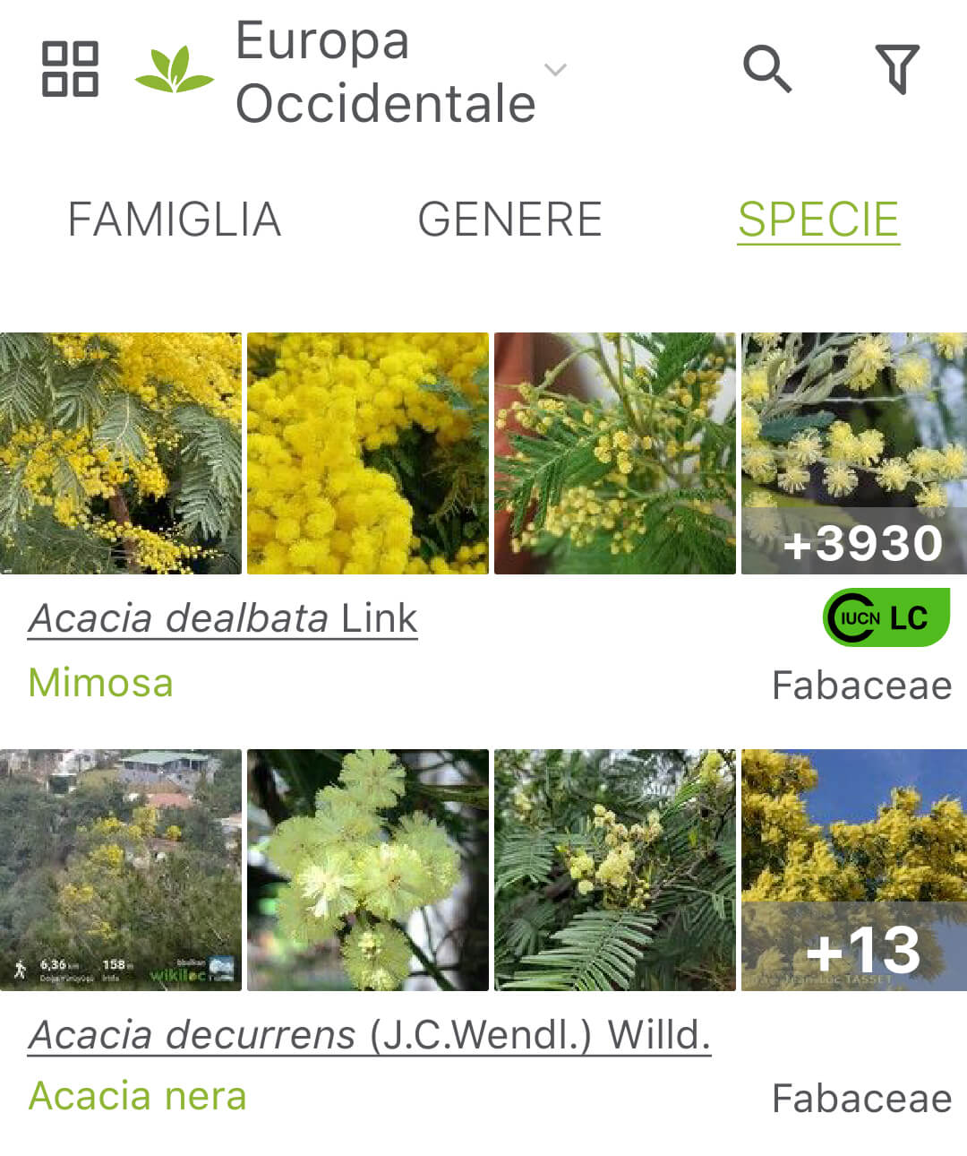 applicazione per riconoscere le piante plantnet piante europa mimosa